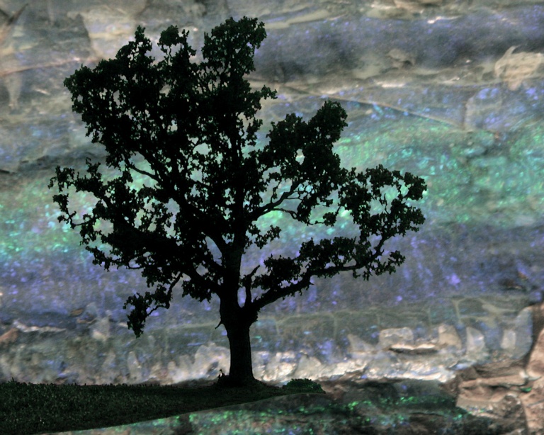 Rock Tree